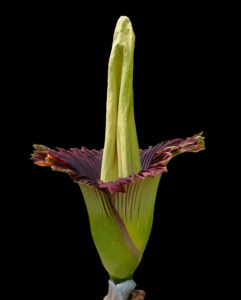 amorphophallus_titanum