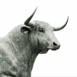 bull-918893_1920 bull-918893_1920