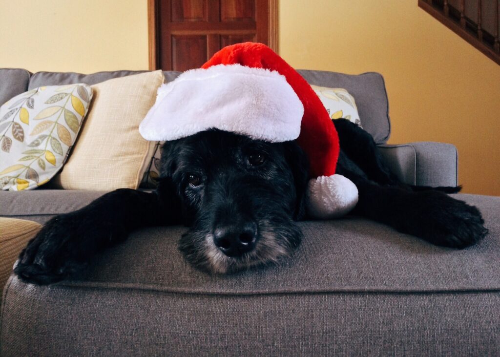 dog-1926763_1920
